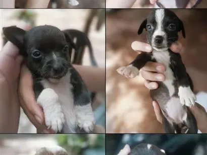 Cachorro raça SRD-ViraLata idade 2 a 6 meses nome Sem nome 