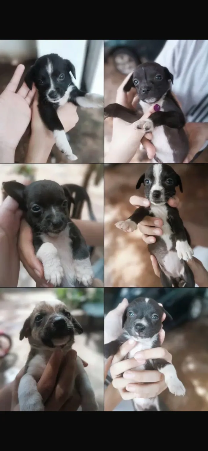 Cachorro raça SRD-ViraLata idade 2 a 6 meses nome Sem nome 