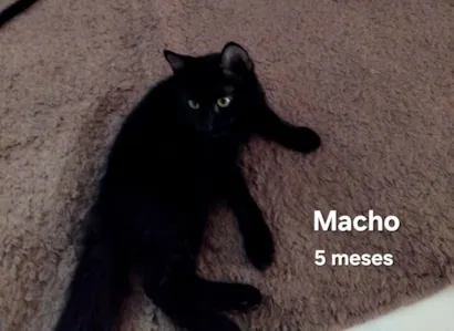 Gato raça SRD-ViraLata idade 2 a 6 meses nome Harry