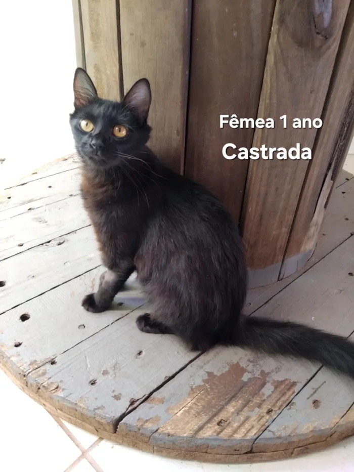 Gato raça SRD-ViraLata idade 1 ano nome Pantera