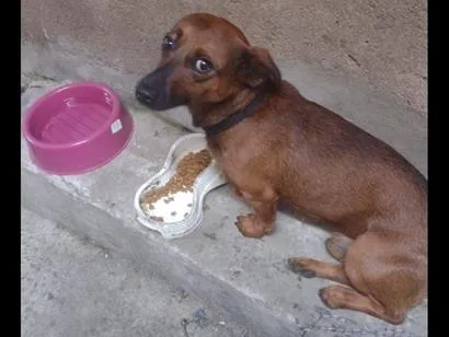 Cachorro raça SRD-ViraLata idade 2 a 6 meses nome Perrito