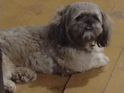 Cachorro raça Shitzu idade 2 anos nome menino, piazinho, Scooby 