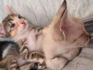 Gato raça Siamês idade Abaixo de 2 meses nome esta sem nome 