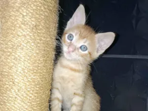 Gato raça SRD-ViraLata idade Abaixo de 2 meses nome Simba