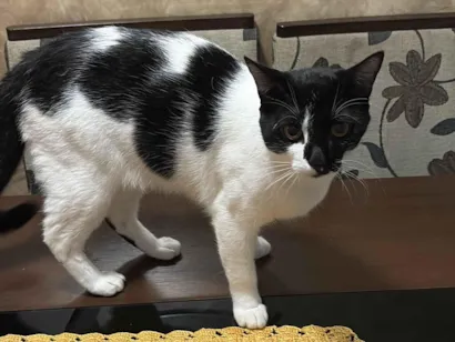 Gato raça SRD-ViraLata idade 1 ano nome Ice 