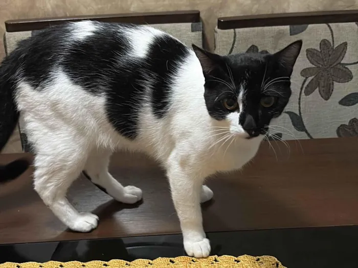 Gato raça SRD-ViraLata idade 1 ano nome Ice 