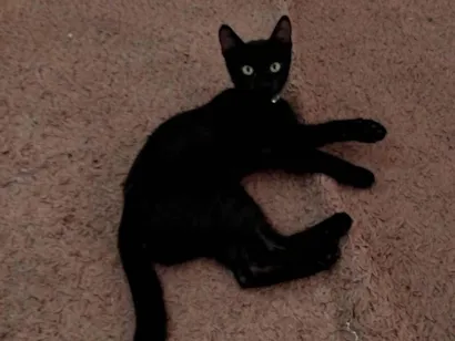 Gato raça SRD-ViraLata idade 2 a 6 meses nome Rony