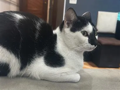 Gato raça SRD-ViraLata idade 1 ano nome Chico