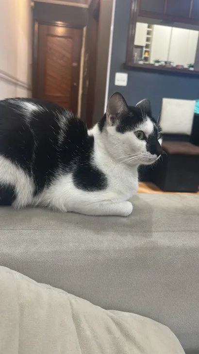 Gato raça SRD-ViraLata idade 1 ano nome Chico