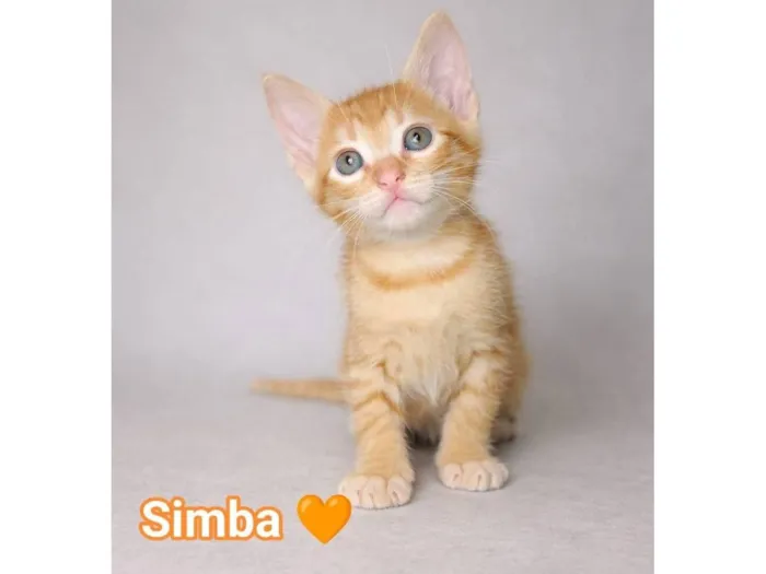 Gato raça SRD-ViraLata idade Abaixo de 2 meses nome Simba