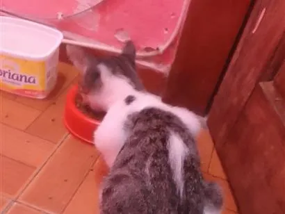 Gato raça SRD-ViraLata idade Abaixo de 2 meses nome Aisha