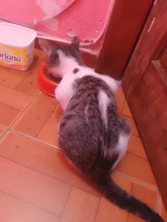 Gato raça SRD-ViraLata idade Abaixo de 2 meses nome Aisha