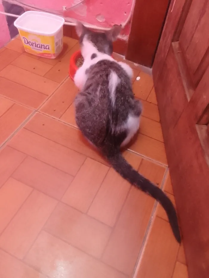 Gato raça SRD-ViraLata idade Abaixo de 2 meses nome Aisha