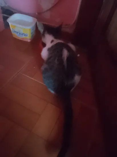 Gato raça SRD-ViraLata idade Abaixo de 2 meses nome Aisha