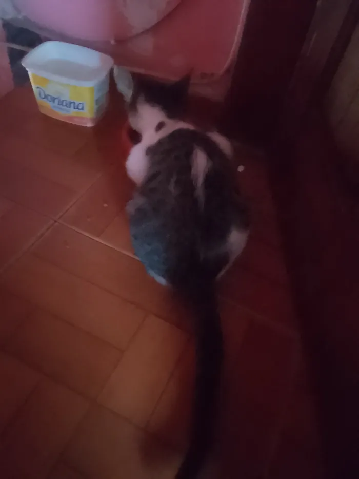 Gato raça SRD-ViraLata idade Abaixo de 2 meses nome Aisha