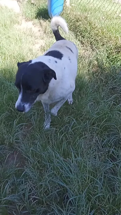 Cachorro raça SRD-ViraLata idade 6 ou mais anos nome Logan