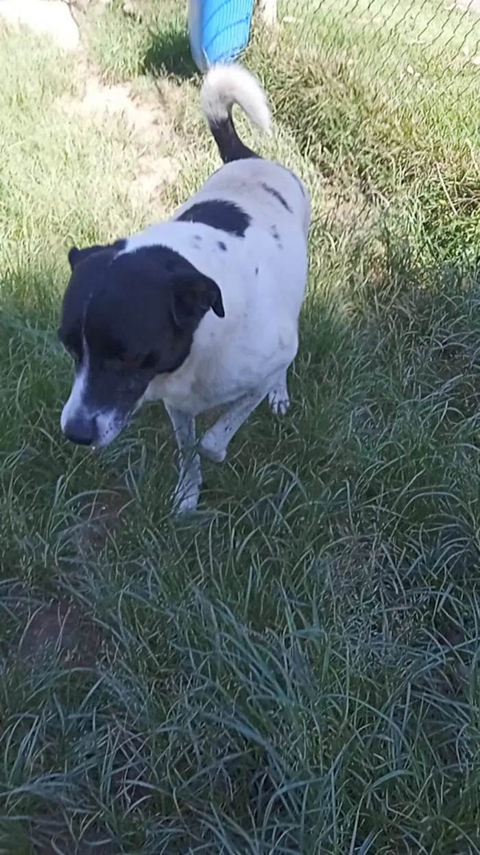 Cachorro raça SRD-ViraLata idade 6 ou mais anos nome Logan