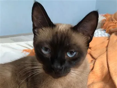 Gato raça Siamês idade 5 anos nome Tramp
