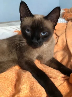 Gato raça Siamês idade 5 anos nome Tramp