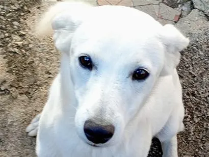 Cachorro raça SRD-ViraLata idade 1 ano nome Neve