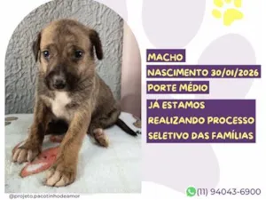 Cachorro raça SRD-ViraLata idade 2 a 6 meses nome Cascão