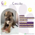 Cascão