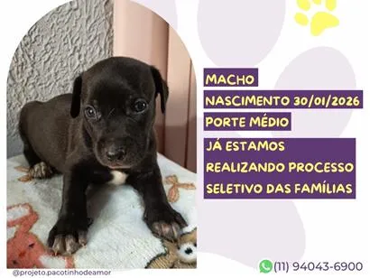 Cachorro raça SRD-ViraLata idade 2 a 6 meses nome Cebolinha