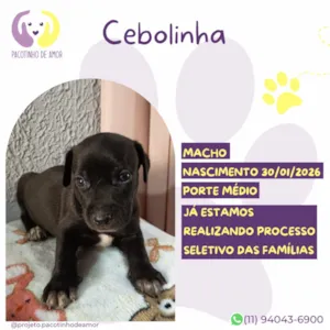 Cachorro raça SRD-ViraLata idade 2 a 6 meses nome Cebolinha