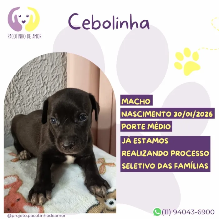 Cachorro raça SRD-ViraLata idade 2 a 6 meses nome Cebolinha