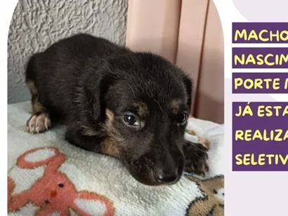 Cachorro raça SRD-ViraLata idade 7 a 11 meses nome Chico Bento