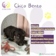 Chico Bento