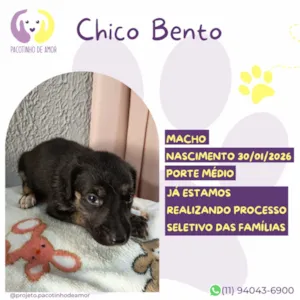Cachorro raça SRD-ViraLata idade 7 a 11 meses nome Chico Bento