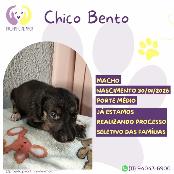 Cachorro raça SRD-ViraLata idade 7 a 11 meses nome Chico Bento