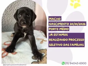 Cachorro raça SRD-ViraLata idade 7 a 11 meses nome Bidu