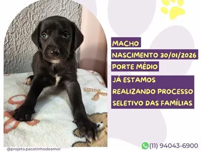 Cachorro raça SRD-ViraLata idade 7 a 11 meses nome Bidu