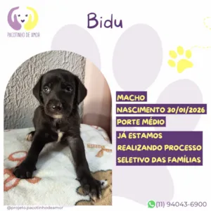 Cachorro raça SRD-ViraLata idade 7 a 11 meses nome Bidu