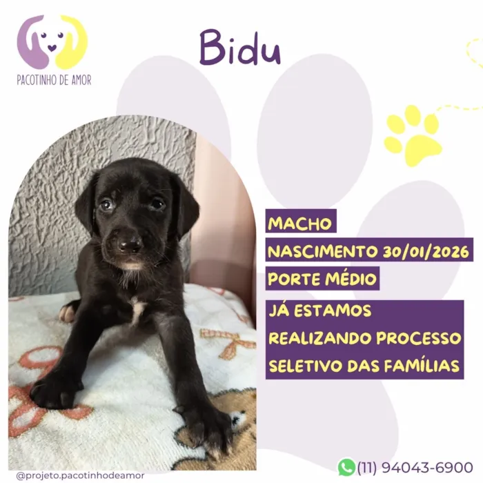 Cachorro raça SRD-ViraLata idade 7 a 11 meses nome Bidu