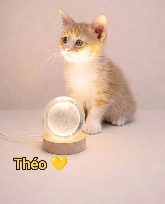 Gato raça SRD-ViraLata idade Abaixo de 2 meses nome Théo 