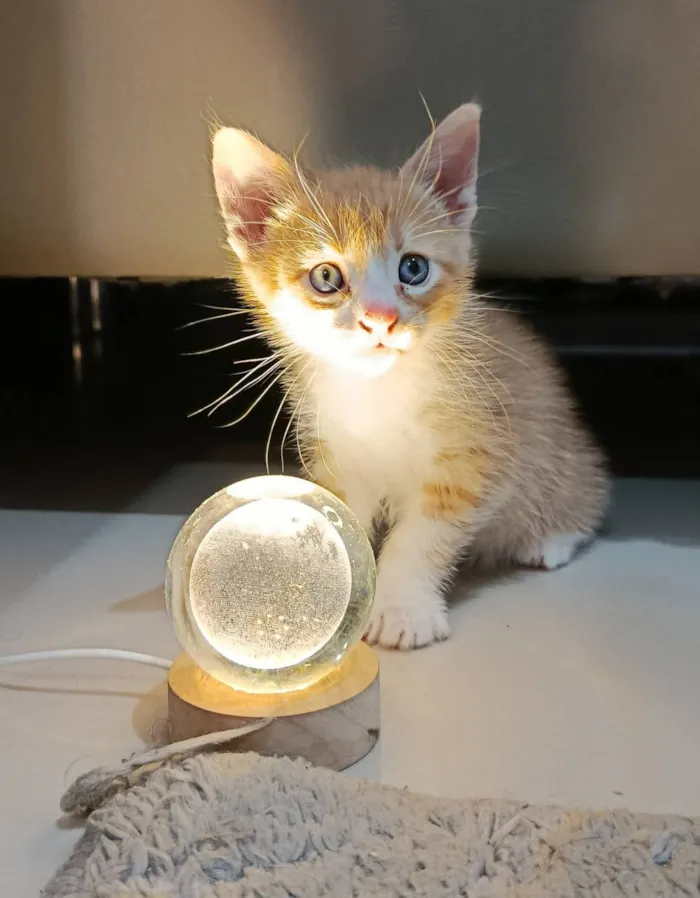 Gato raça SRD-ViraLata idade Abaixo de 2 meses nome Théo 