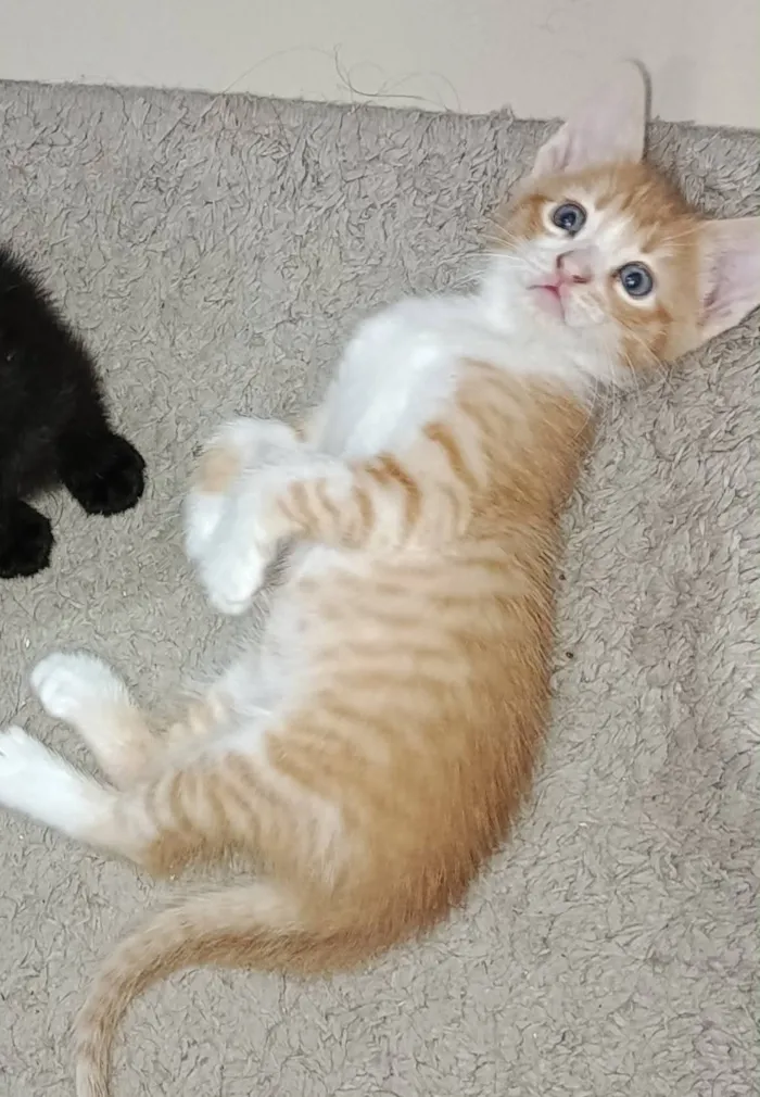 Gato raça SRD-ViraLata idade Abaixo de 2 meses nome Théo 