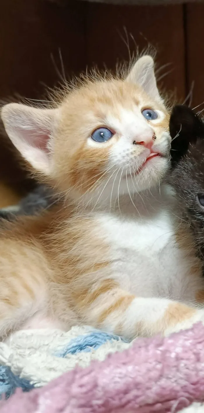 Gato raça SRD-ViraLata idade Abaixo de 2 meses nome Théo 