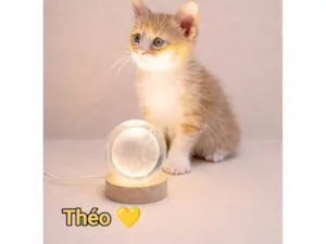 Gato raça SRD-ViraLata idade Abaixo de 2 meses nome Théo 