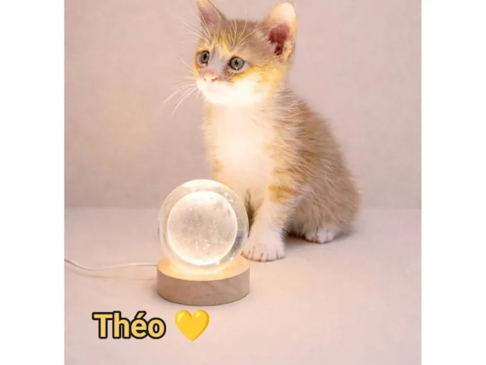 Gato raça SRD-ViraLata idade Abaixo de 2 meses nome Théo 