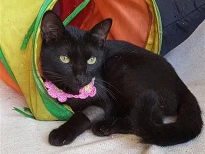 Gato raça SRD-ViraLata idade 7 a 11 meses nome SURY