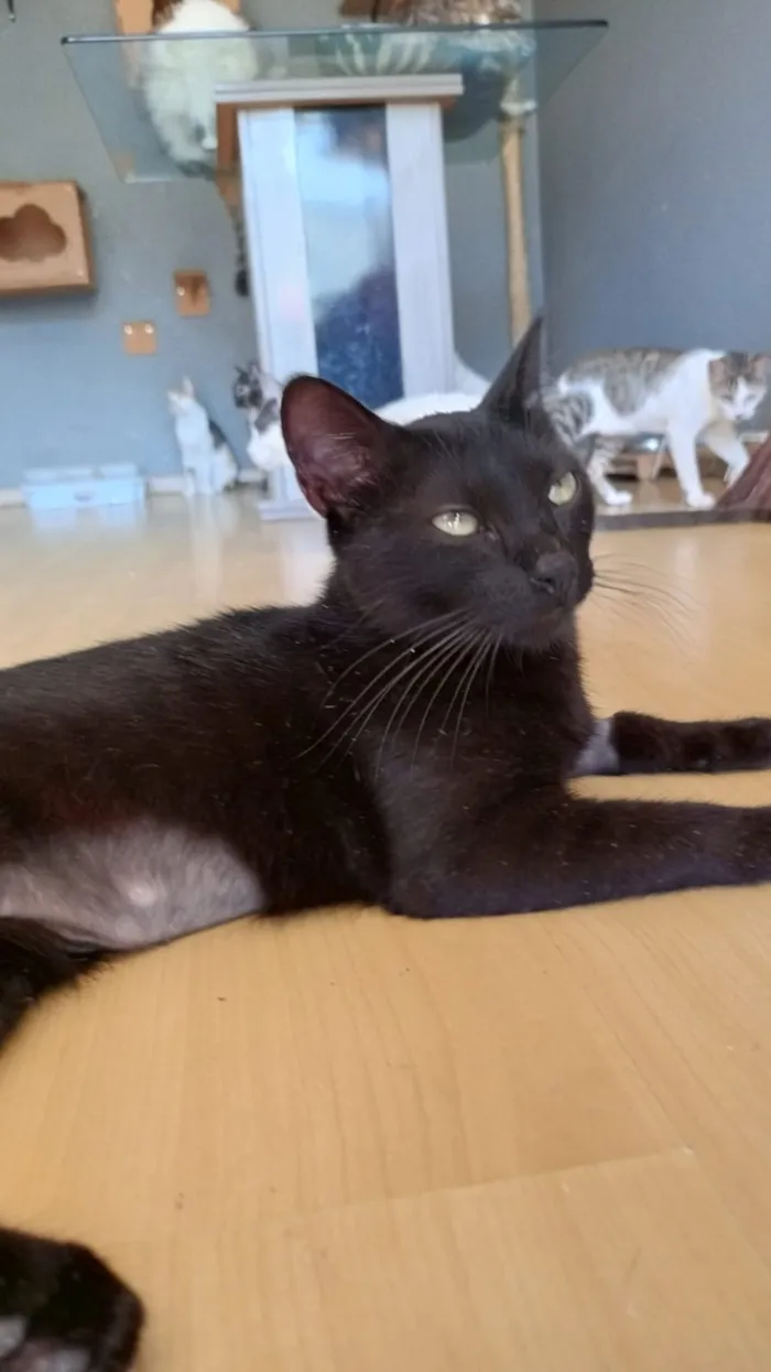 Gato raça SRD-ViraLata idade 7 a 11 meses nome SURY