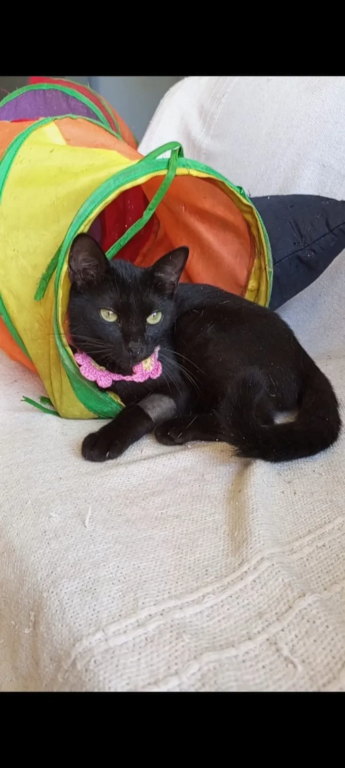 Gato raça SRD-ViraLata idade 7 a 11 meses nome SURY