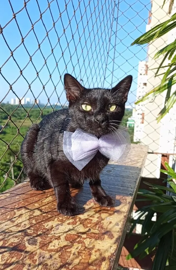 Gato raça SRD-ViraLata idade 7 a 11 meses nome SURY