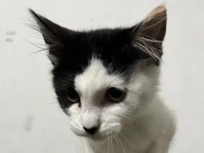 Gato raça SRD-ViraLata idade 2 a 6 meses nome Cida 