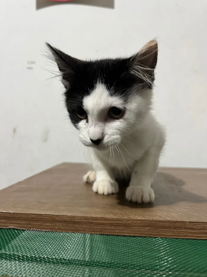 Gato raça SRD-ViraLata idade 2 a 6 meses nome Cida 