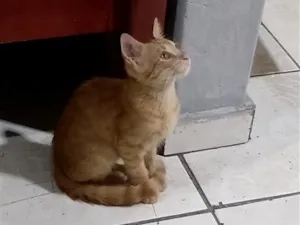 Gato raça SRD-ViraLata idade 2 a 6 meses nome Chico